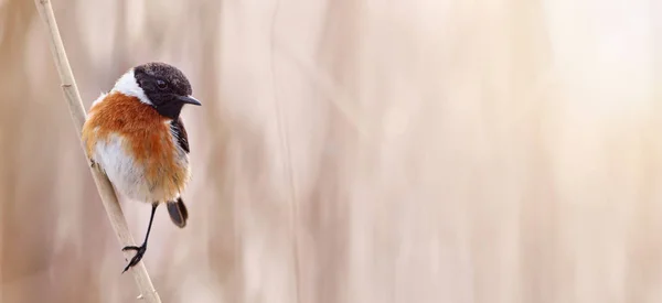 Kleine vogel zittend op een riet — Stockfoto