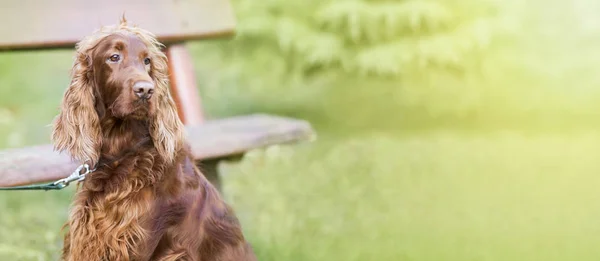 Söt hund banner — Stockfoto