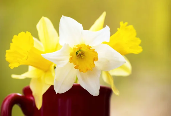 Witte en gele bloemen van Pasen — Stockfoto