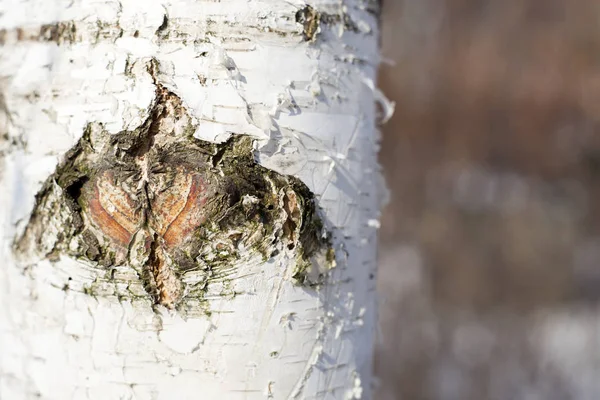 Detail březová kůra stromu — Stock fotografie