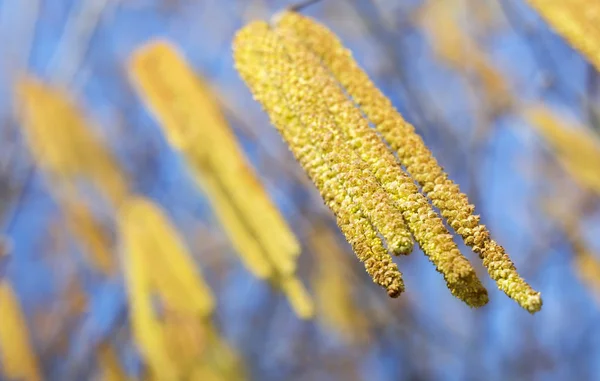 Fleurs de noisette - printemps, concept pollinique — Photo