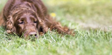 Tembel köpek dinlenme