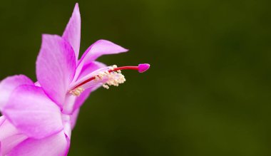 İlkbaharda mor çiçek afiş 