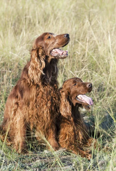 Happy dog love - friendship concept — Stock Photo, Image