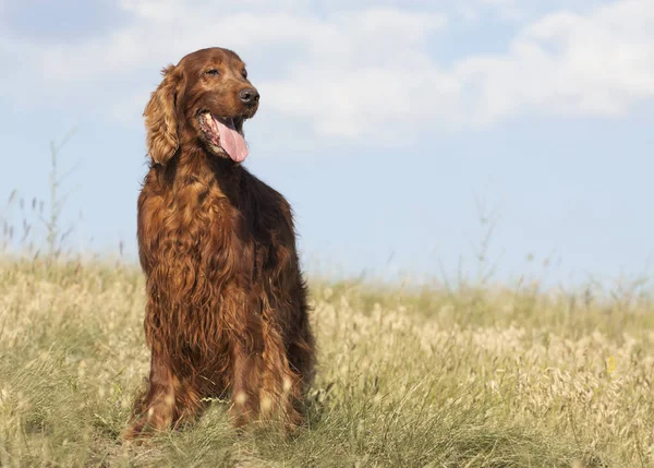 Щасливий усміхнений собака стоїть на траві — стокове фото