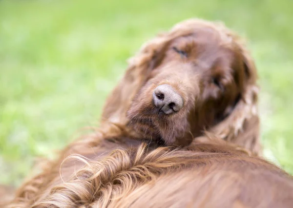 Ленивый спящий нос собаки крупным планом — стоковое фото