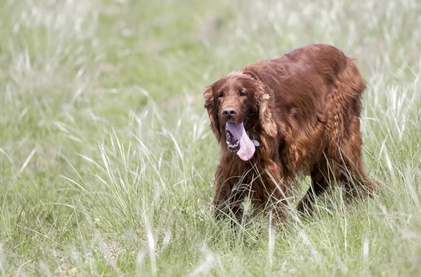 Happy panting dog walking in summer — Stock Photo, Image