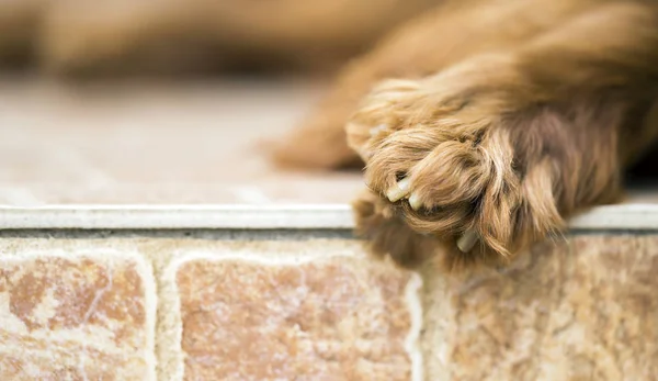 Hund Pfote Web-Banner mit Kopierraum — Stockfoto