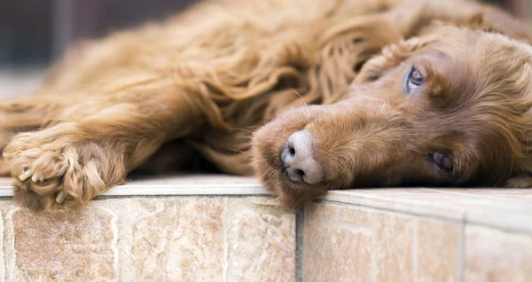Close-up van de mooie hond — Stockfoto