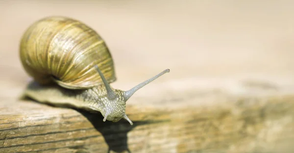 Slow snail - web banner with copy space — Stock Photo, Image