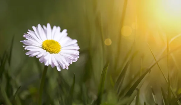 春コンセプト - 緑の草に白いデイジーの花 — ストック写真
