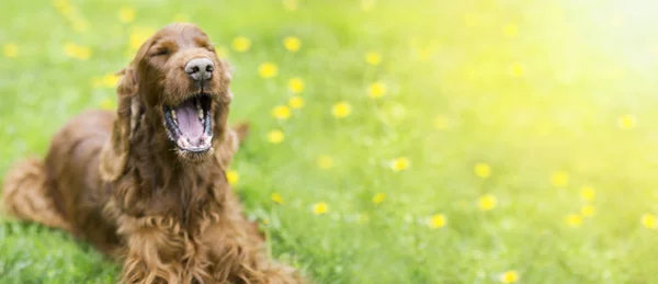 Смешная собака смеётся летом. — стоковое фото