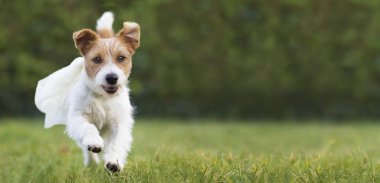 Uçan mutlu süper kahraman köpek yavrusu çimenlerde oynuyor, ağ 