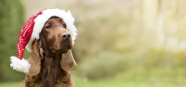 Santa kapelusz ładny pies Boże Narodzenie, baner internetowy z miejsca kopiowania — Zdjęcie stockowe
