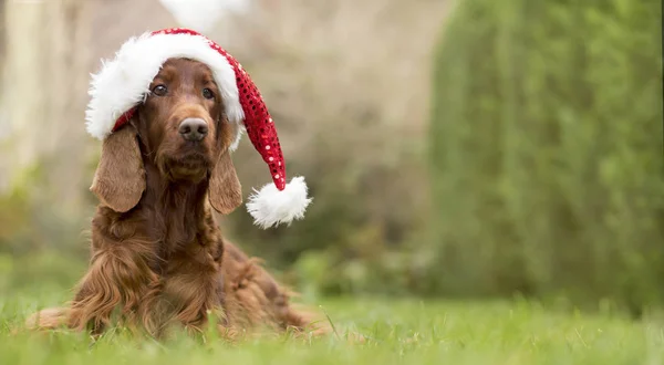 Día de fiesta divertido perro de Navidad con sombrero de santa, banner web — Foto de Stock