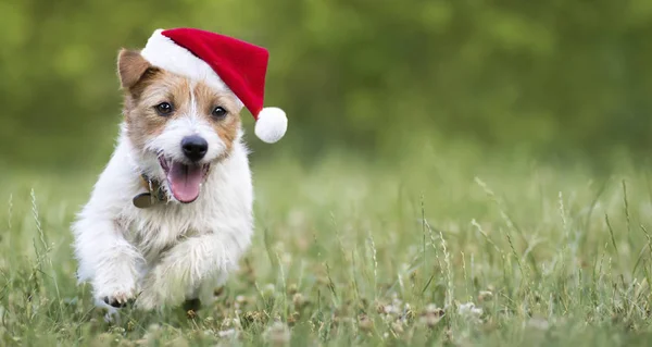 Perro de vacaciones, feliz Navidad santa mascota cachorro corriendo, banner web — Foto de Stock