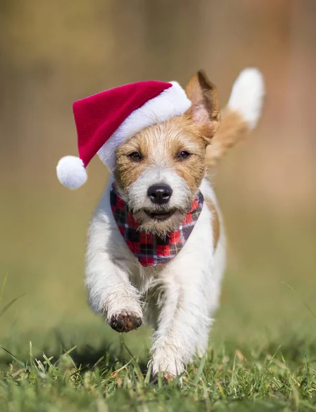 Mutlu Noeller Noel Baba köpeği koşuyor.