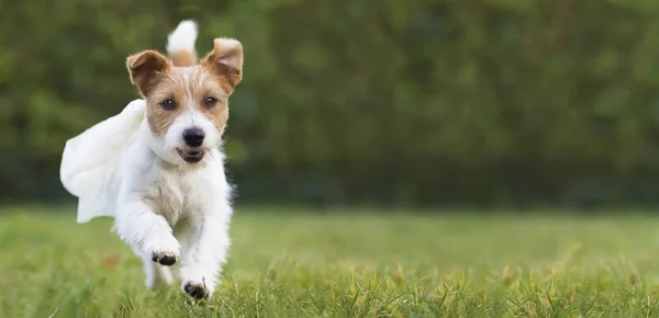 Volar feliz super héroe mascota perro cachorro jugando en la hierba, web — Foto de Stock