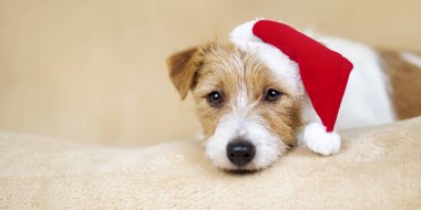Noel tatili sevimli Noel Baba evcil köpek yavrusu kanepeye bakıyor., 
