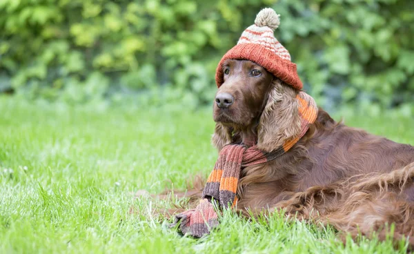 Funny pet dog wearing winter clothes, cap and scarf