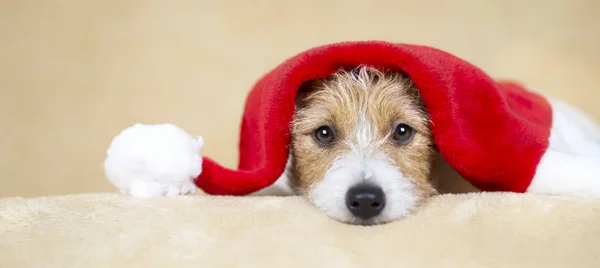 Banner web de un lindo cachorro de perro de Navidad santa mascota con spa de copia — Foto de Stock