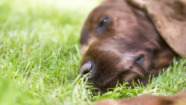 Alter schöner Hund, der im Gras ruht, Nahaufnahme — Stockfoto