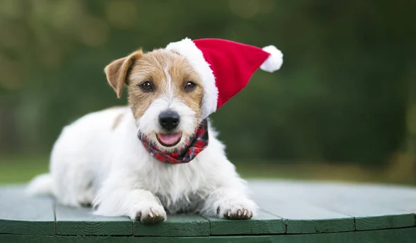 Lindo navidad vacaciones feliz sonriente santa mascota perro cachorro en gree — Foto de Stock