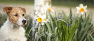 Baharda Paskalya çiçekli köpek, web pankartı