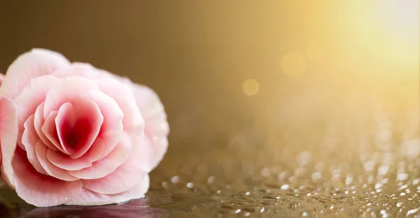 Pink soft flower Valentine's day card, web banner, background — ストック写真