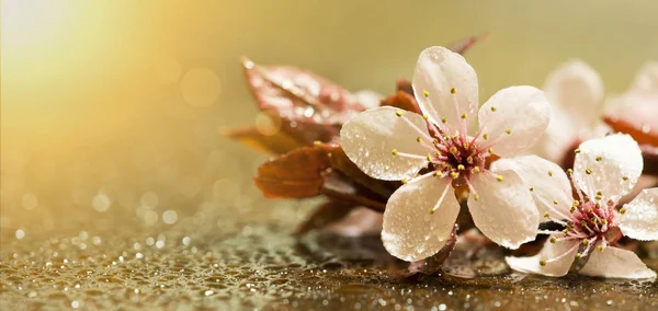 Floral web banner, wet pink flower petals, spring forward, sprin