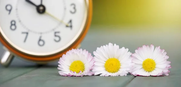 Voorjaar, lente concept, wekker en madeliefje bloem — Stockfoto