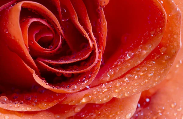 Red rose flower close-up, valentine's day card, concept, backgro — Stock Photo, Image