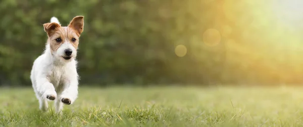 Wiosna, koncepcja latem, zabawy szczęśliwy pies biegający po trawie — Zdjęcie stockowe