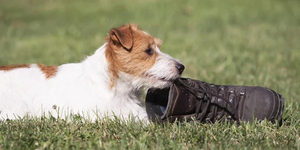 Naughty dog puppy chewing a shoe in the grass, pet training conc