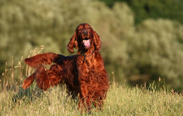 Счастливый запах смешной собаки, писающей в траву — стоковое фото