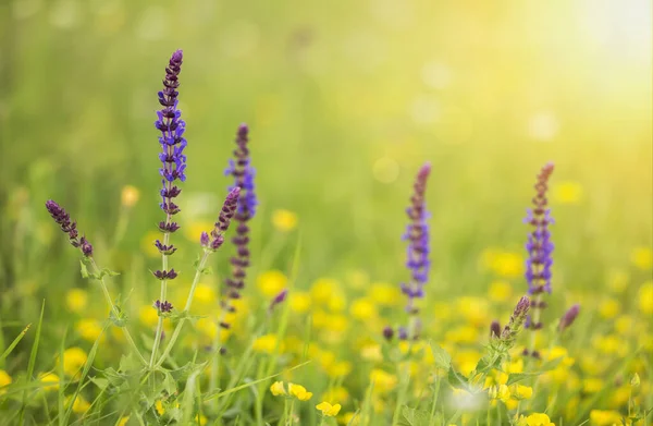 Banner Tela Floral Flores Amarillas Púrpuras Hierba Primavera Hacia Adelante — Foto de Stock