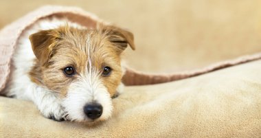 Kanepede dinlenen küçük sevimli köpek yavrusunu düşünüyorum.
