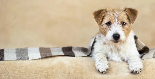 Cachorro Lindo Perro Sonriente Acostado Sofá Con Una Manta Desnuda — Foto de Stock