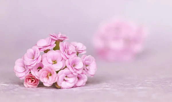 Яка Рожева Квітка Квіткової Природи Вітальна Листівка Банер Або Фон — стокове фото