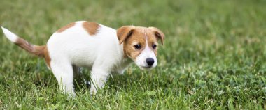 Güzel köpek yavrusu tuvaletini yapıyor, dışkılıyor, sıçıyor, evcil hayvan dışkısı, afiş yapıyor.