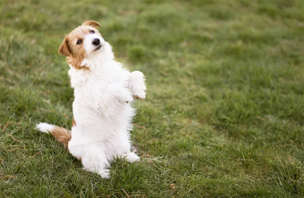 Kecil Lucu Lucu Tersenyum Patuh Anjing Duduk Rumput Pelatihan Hewan — Stok Foto