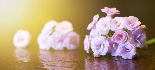 Yaz Bahar Doğası Konsepti Altın Arka Planda Pembe Çiçekler Kopyalama — Stok fotoğraf