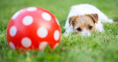 Oyuncu, itaatkar bir evcil köpek yavrusunun bir topla çimlerde dinlendiğini düşünmek. Banner, boşluğu kopyala