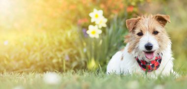 Çiçeklerle çimenlerin üzerinde gülümseyen küçük köpek yavrusu. Evcil hayvan tatili, tebrik kartı, yaz, bahar konsepti, afiş.