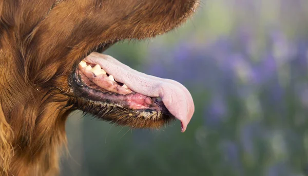 在炎热的夏天 喘息着的宠物狗 网页横幅 舌头和嘴的化妆品 — 图库照片