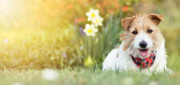 Щасливий Маленький Милий Цуценя Собаки Посміхається Траві Квітами Свято Домашніх — стокове фото