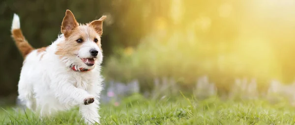 Neşeli, mutlu, gülümseyen, çimenlerde koşan ve komik kulaklarla dinleyen bir köpek. Banner, boşluğu kopyala.