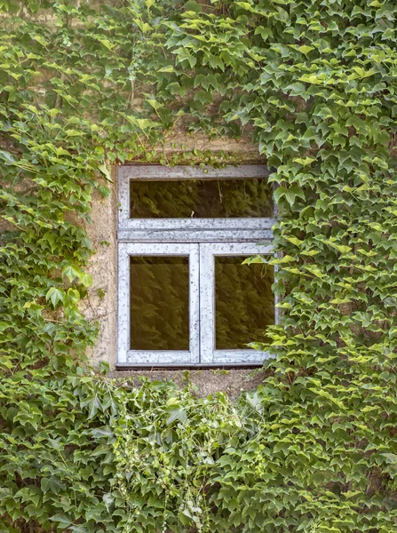 Bluszcz zielony wokół okna — Zdjęcie stockowe