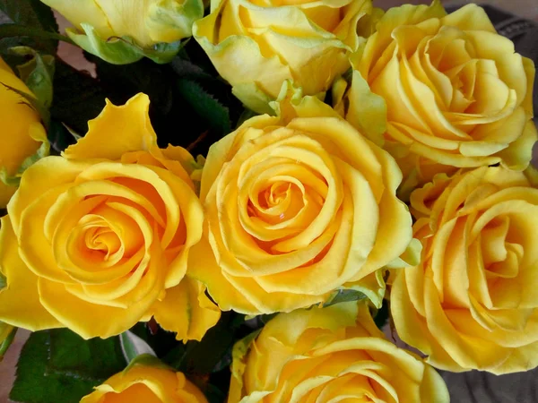 Rosas - fundo amarelo — Fotografia de Stock