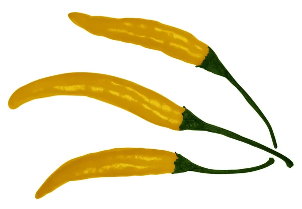 Chili peppers isolated - Yellow — Stock Photo, Image